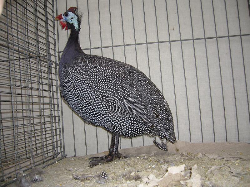 Hannover 2008 133.jpg - Perlhühner blau mit perlung wildfarbig von  Doreen Daigoard Preis HV 96 BB